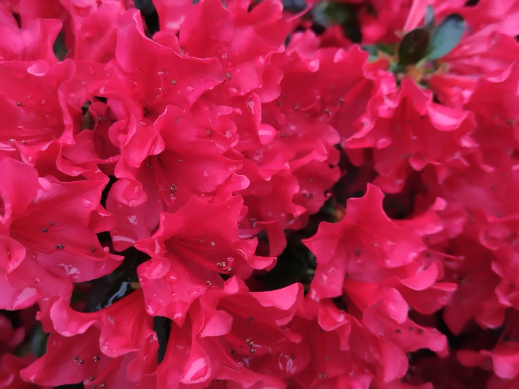 5月FVphoto