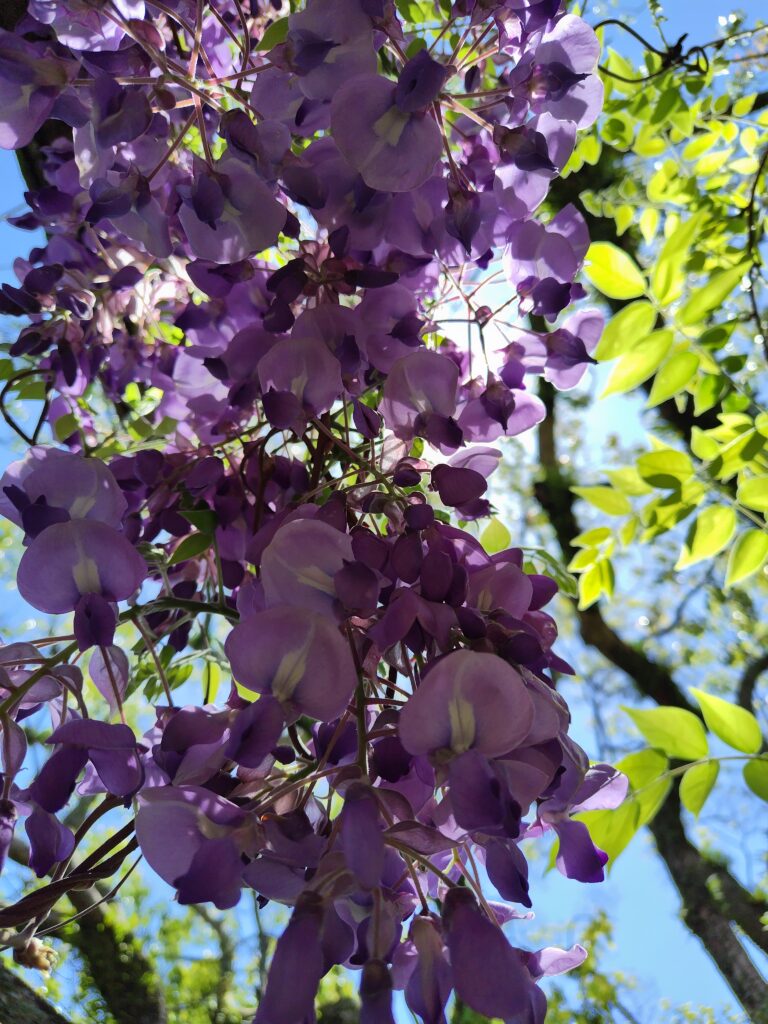 5月FVphoto
