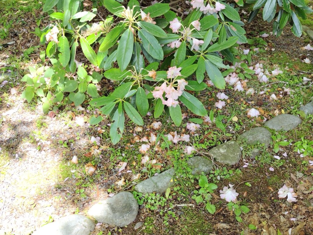 5月FVphoto