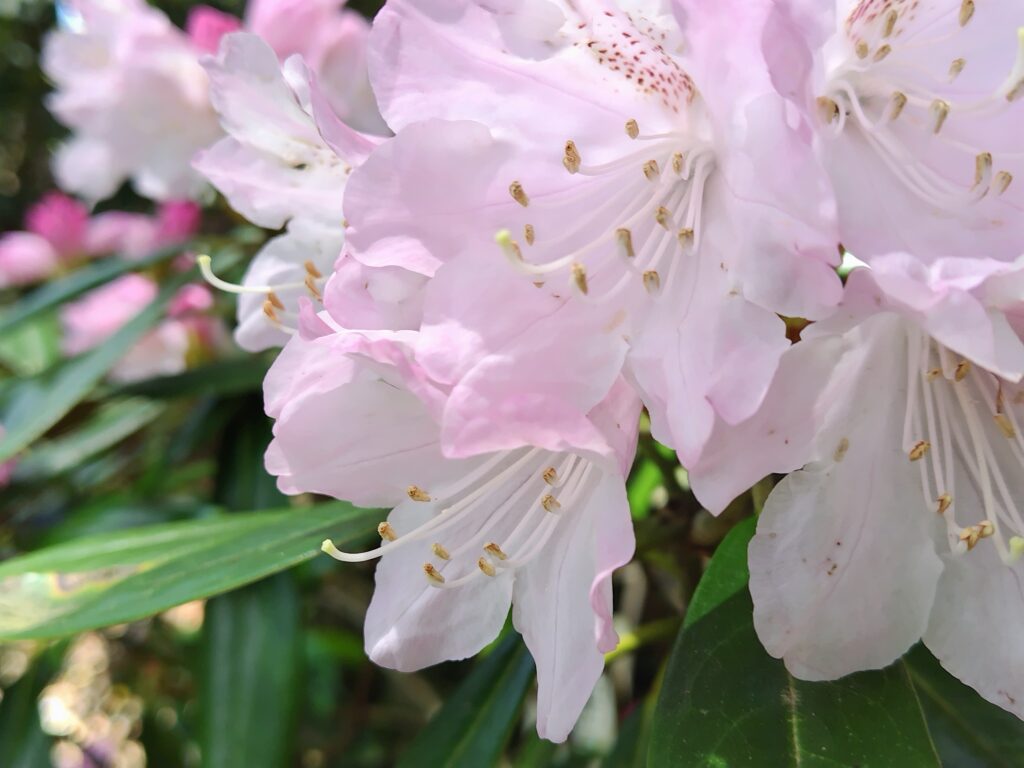 5月FVphoto