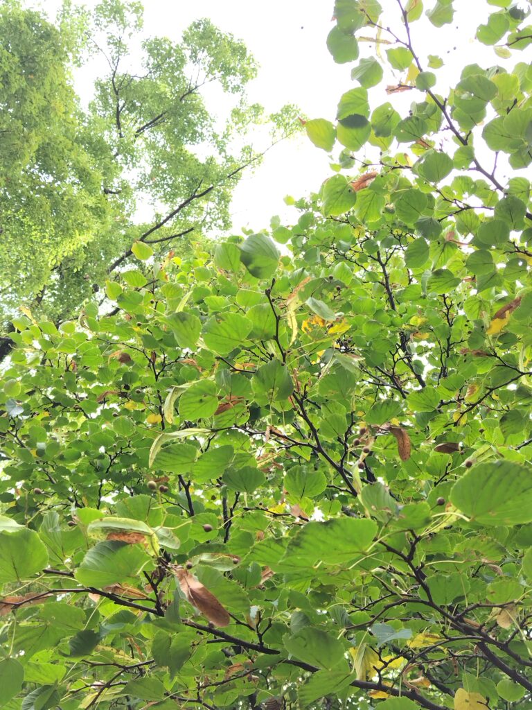 10月FVphoto
