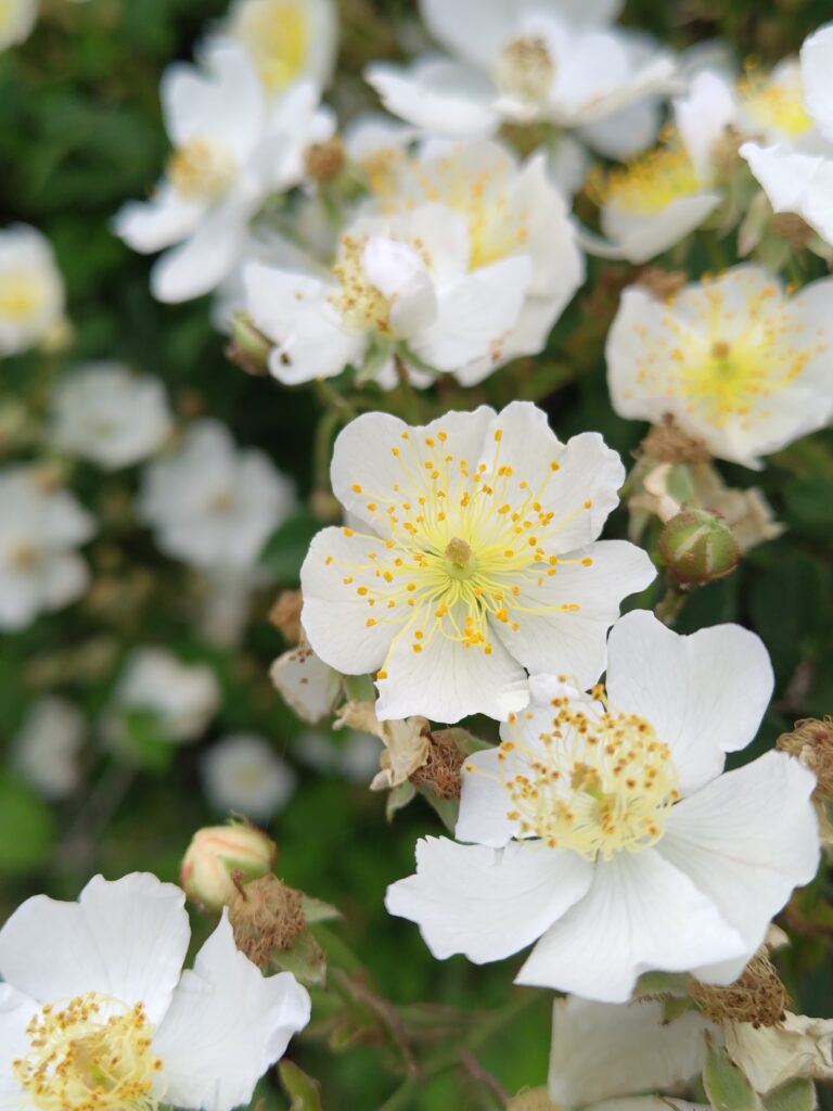 5月FVphoto