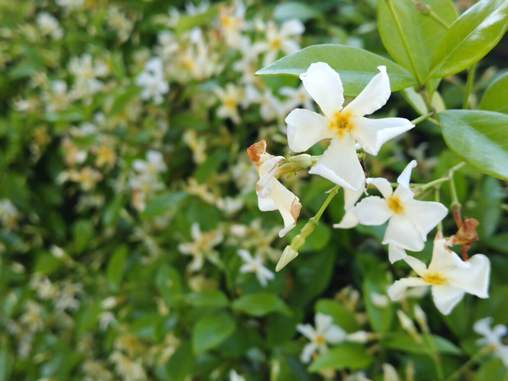 6月FVphoto
