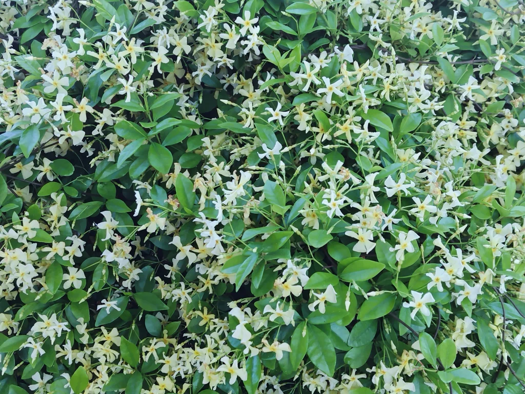 6月FVphoto