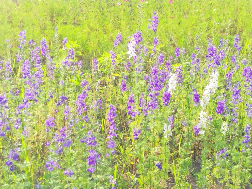 6月FVphoto