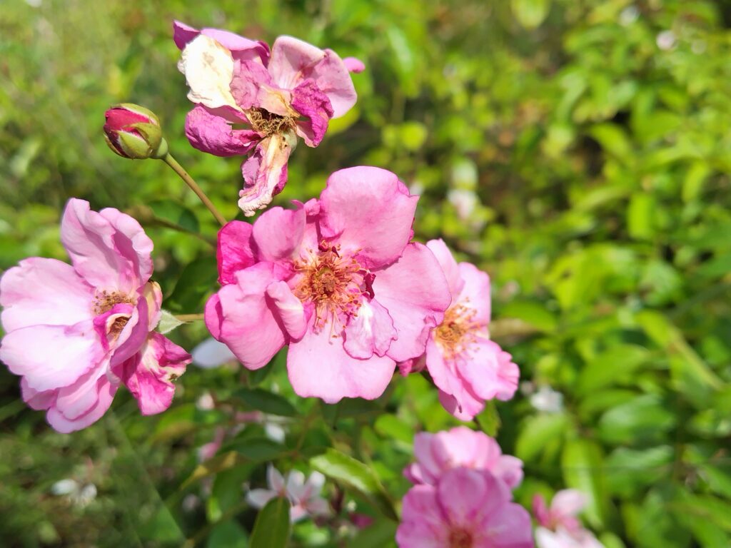9月FVphoto
